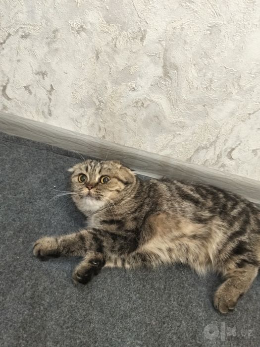 Продам кошку скотиш фолд