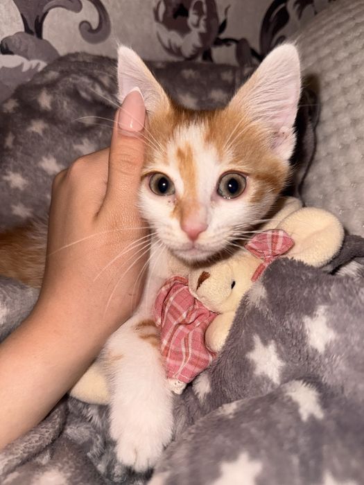 Подарявам женско котенце