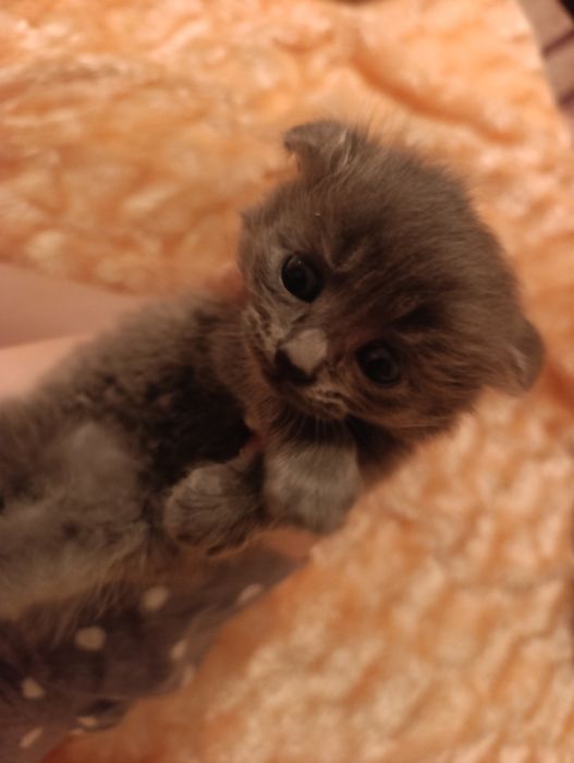 Кошки породистые
