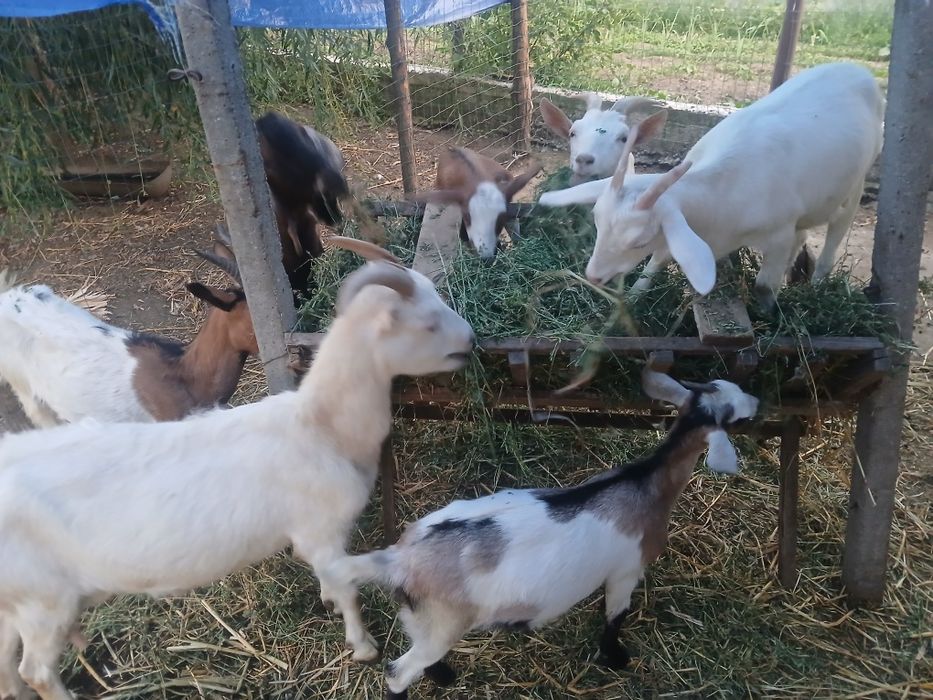 Capră cu două iede de vinzare