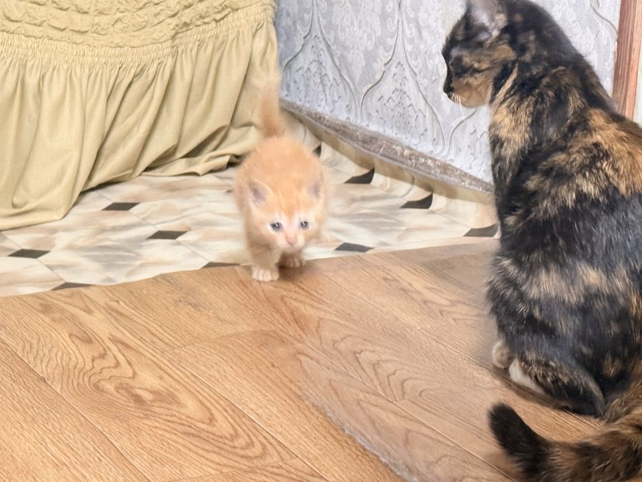 Котята бесплатно