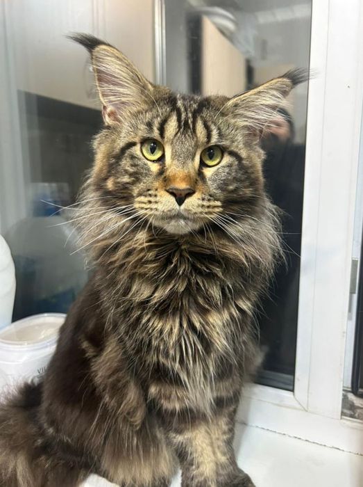 Мейн-кун для вязки