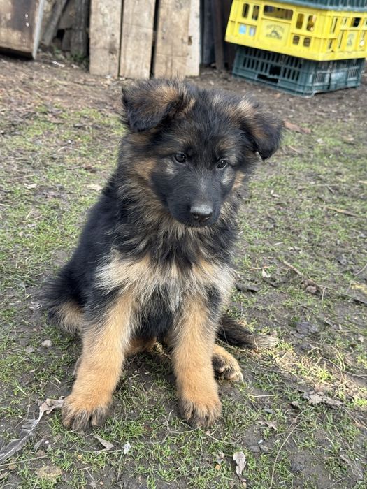 Femala ciobanesc german