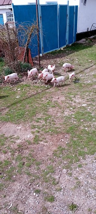 Продам поросят .