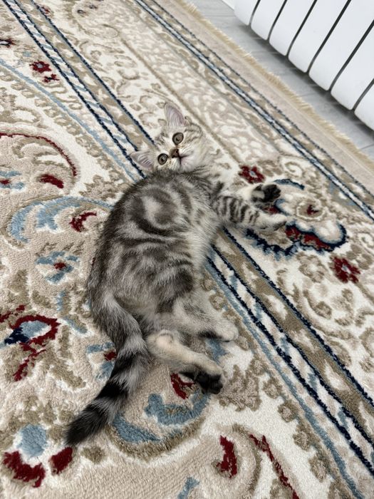 Продам кошку кызылорда