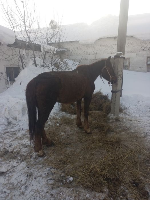 Продаю кобылы жеребая