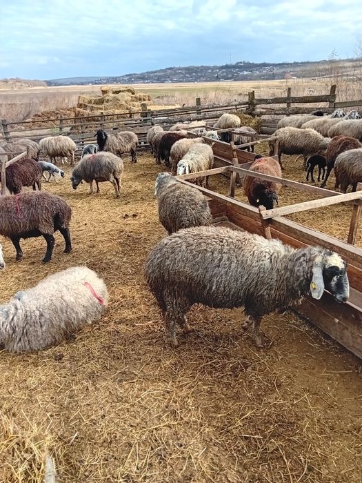 Vând oi   cu miei,  cârlan,berbeci!