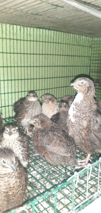 Prepelițe pui de prepeliță ouă