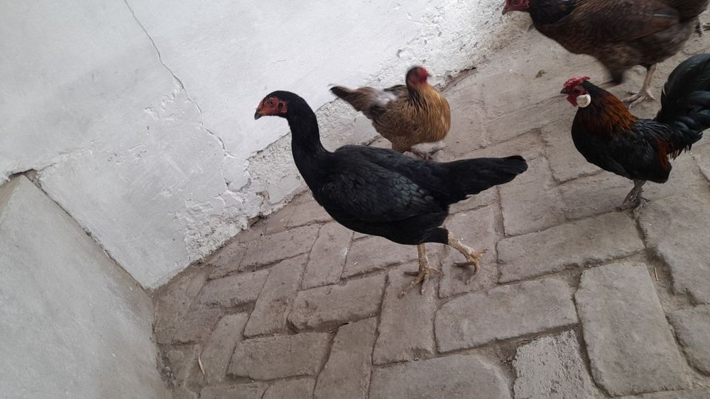 Tovuq kulangi sotiladi toza zotli