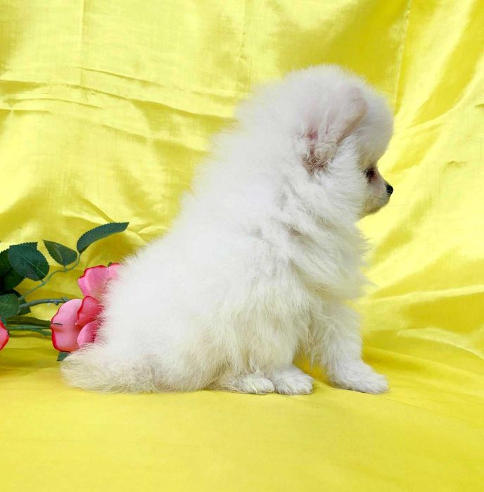 Щенки Немцкого шпица . Белая девочка  с документами.