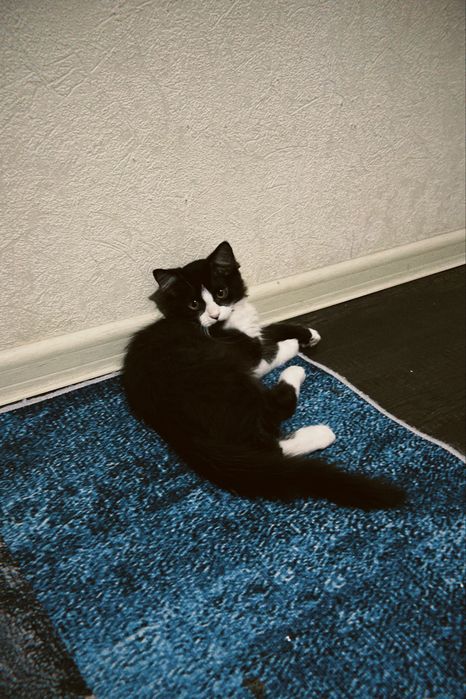котята мальчикии