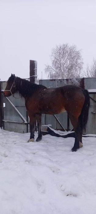 Ат сатылад, продается Конь