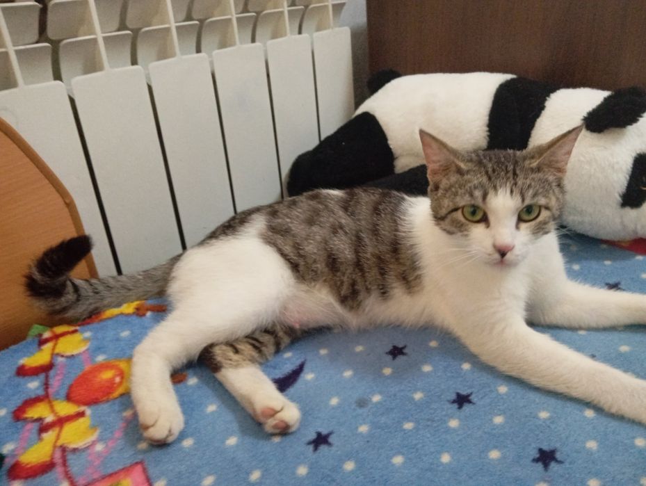 Одам в хорошие руки кошку