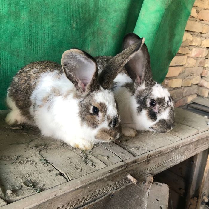 Parra quyon sotiladi