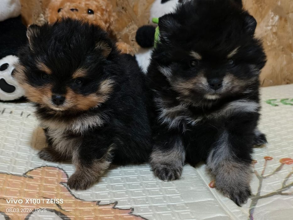 Очаровательные щенки шпица