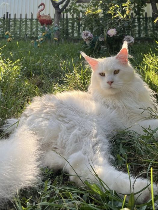 pui Maine Coon fetita PEDIGREE Felisa