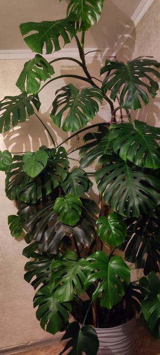 Продам растение .