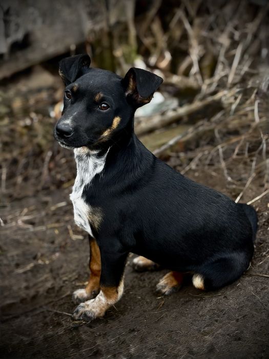 Пристраиваются девочки в добрые руки