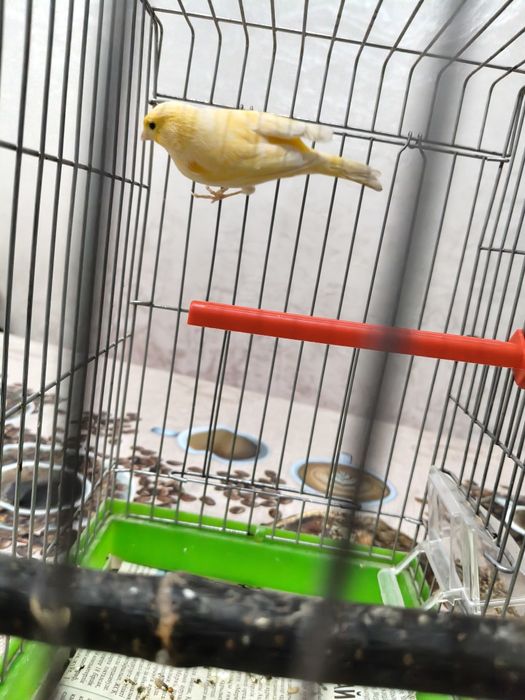 Продам самочек конореек