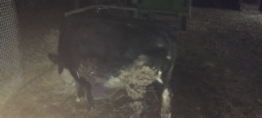 Семіз құнажын сатылады