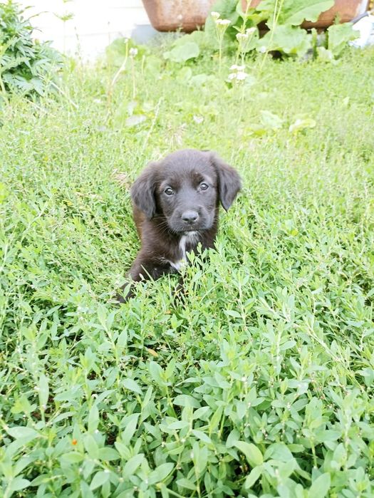 Щенки лабрадора ретривера