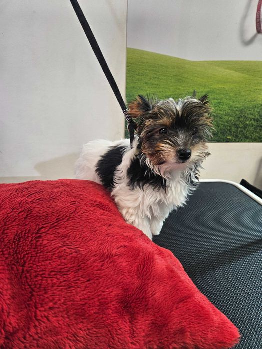 Йоркширски териер-бивер