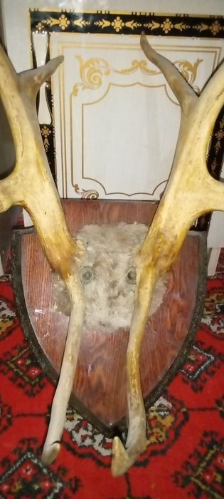 Киек шохи аригинол