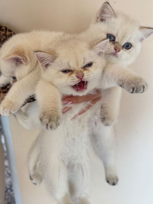Породисти Котенца с родословие