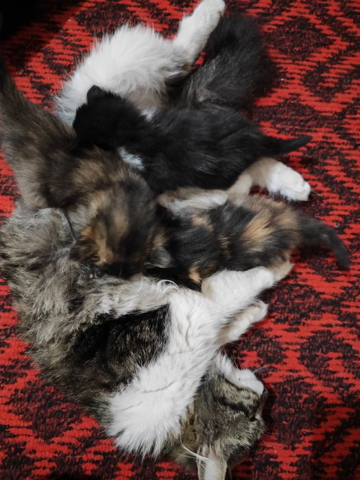 Mushukchalar sotiladi shoshiling