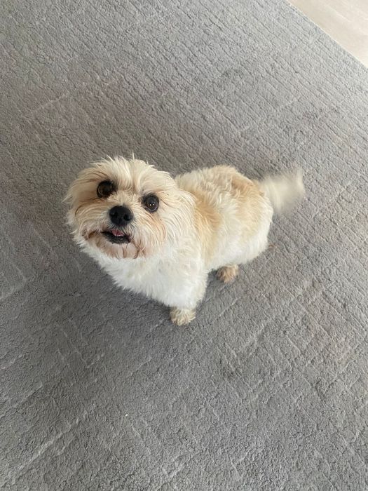 Pet-sitter- bona animale