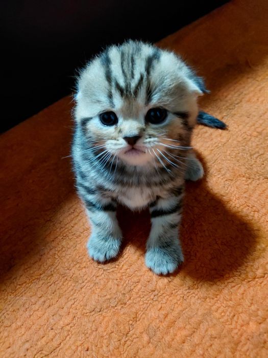 Продам очароватеных котят