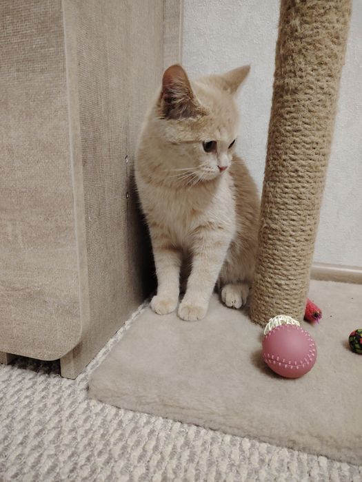 Срочно отдам котика