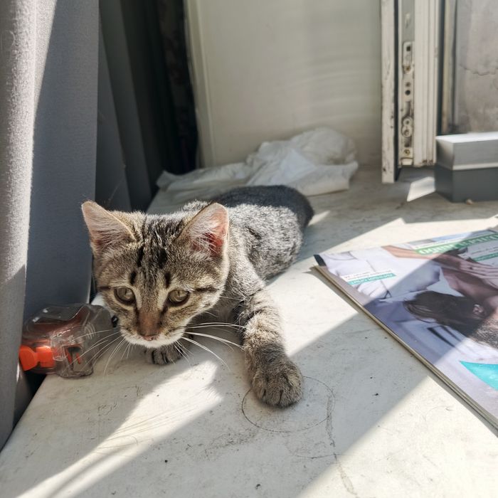Отдаем котенка в добрые руки