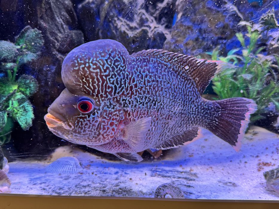 Vând peste Cichlasoma sp. big head flowerhorn