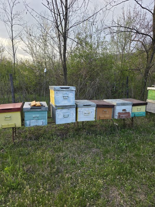 Vând stupi si rampe  in stare buna