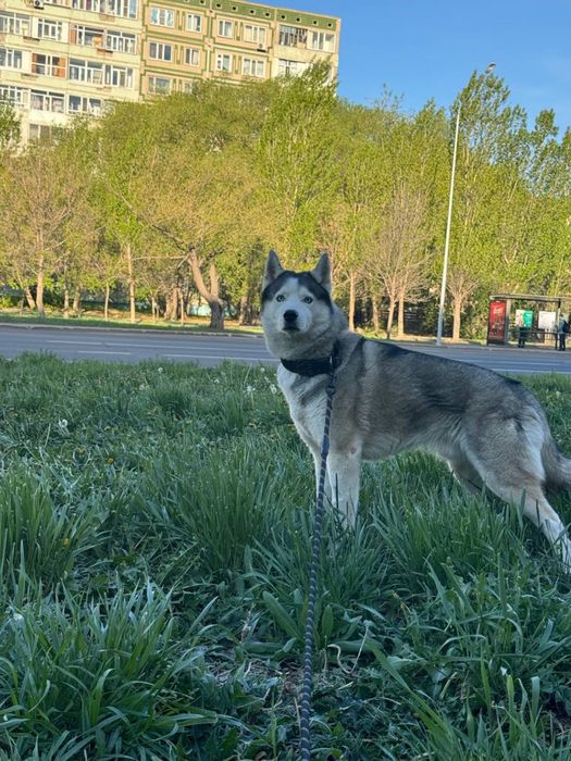 Хаски вязка кобель