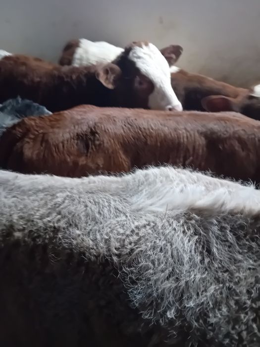 Taurasi baltati și belgieni intarcati