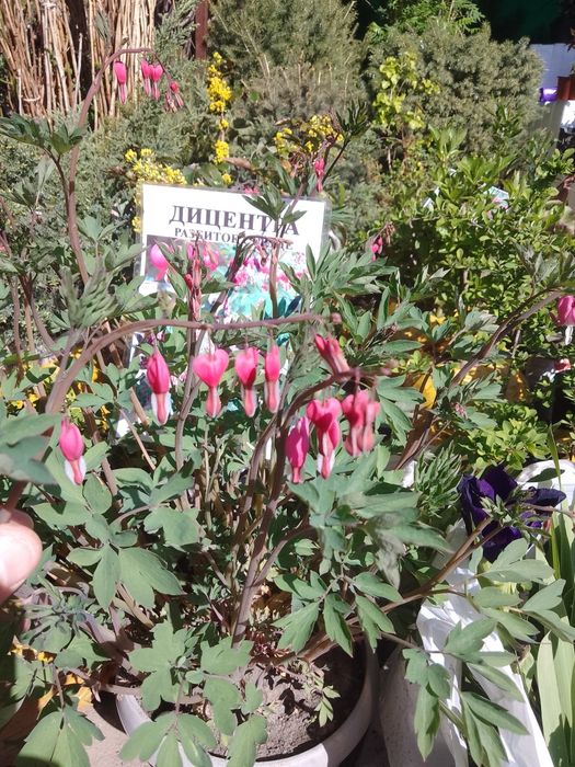 Многолетние и комнатные цветы