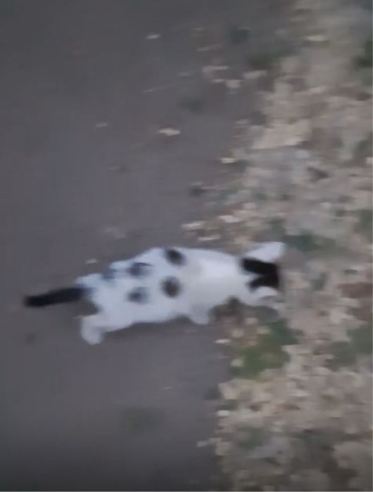Котята 1.5 месяца , девочки - подкидыши