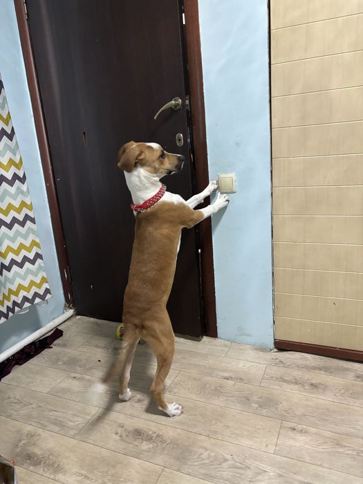 Стаф стафорд став