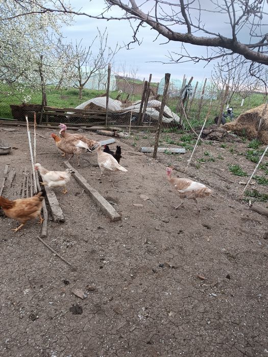 Пуешки яйца за разплод и от селски кокошки