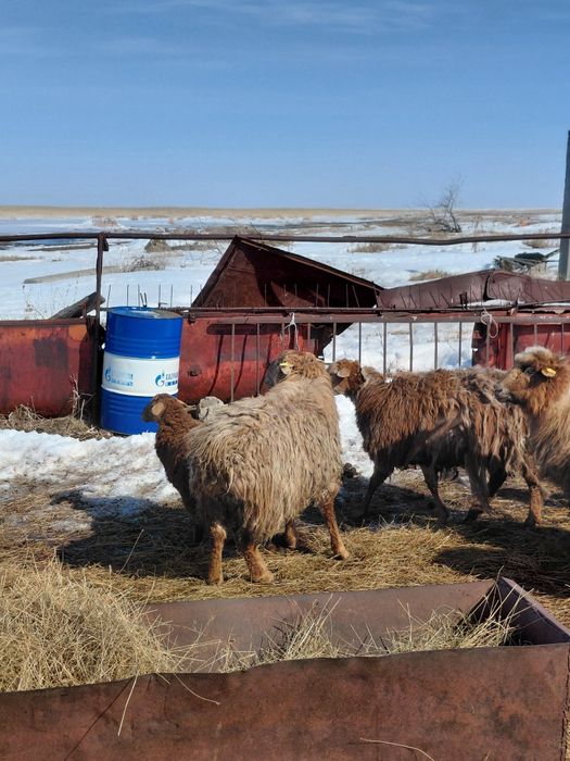 Плем баран кошкар