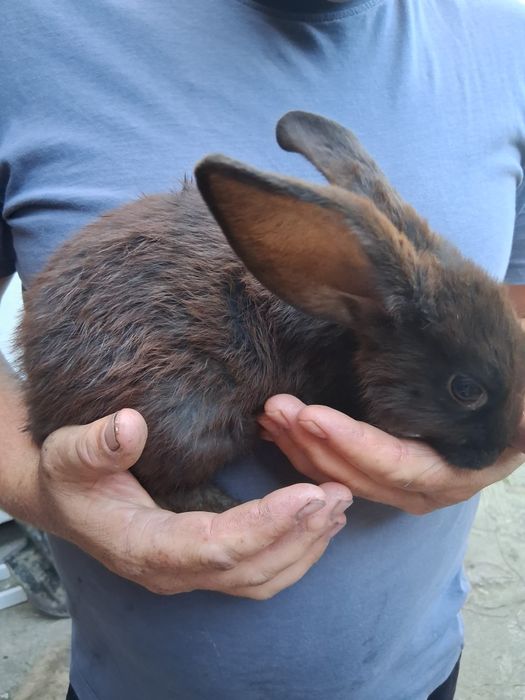 Vând iepuri cu vârsta de 3 luni