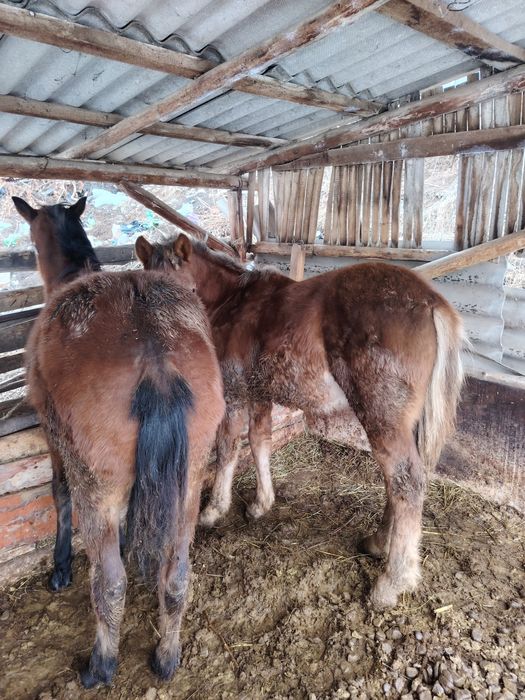 Продам двух жеребят