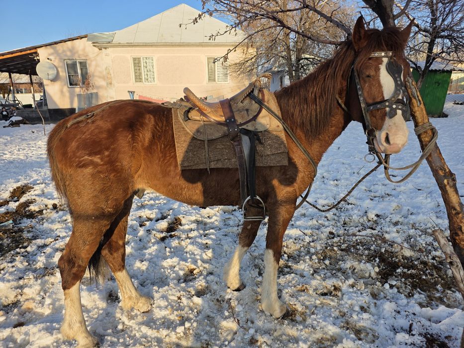 Айғыр, жеребец, бес каска.