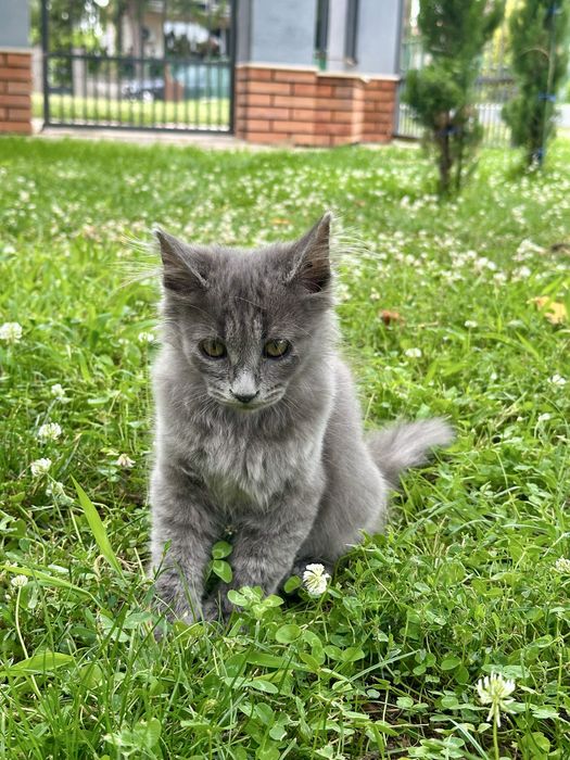 Maine coon Мейн Кун