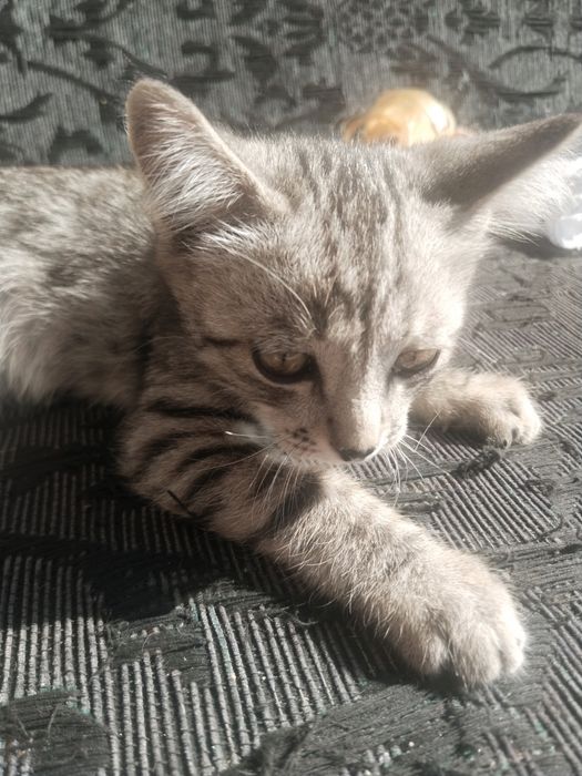 Отдам котёнок бесплатно (мальчик)