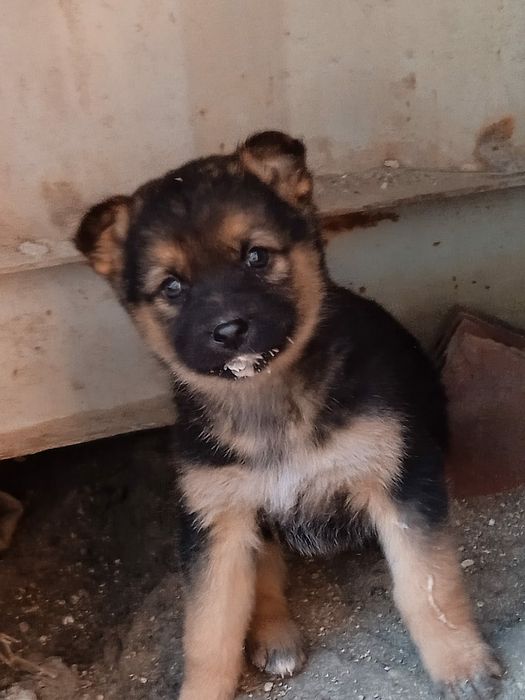 Щенки в добрые, ответственные руки.