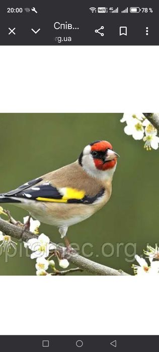 Продам птиц певчих