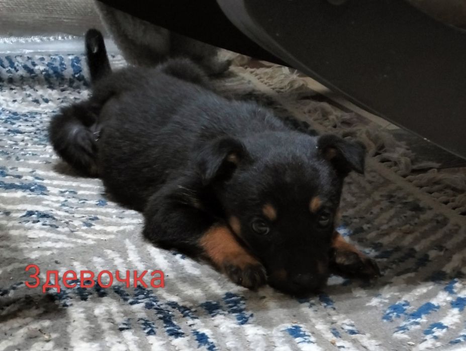 Щенки девочки бесплатно